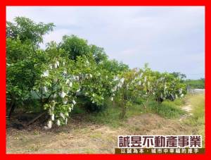 誠昱/七股玉成持分小農地